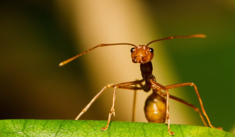 Φυσικοί τρόποι για να ξεφορτωθείς τα μυρμήγκια