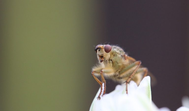 Τα 10 έντομα που εμφανίζονται στο σπίτι σου και πως να τα ξεφορτωθείς με φυσικό τρόπο!