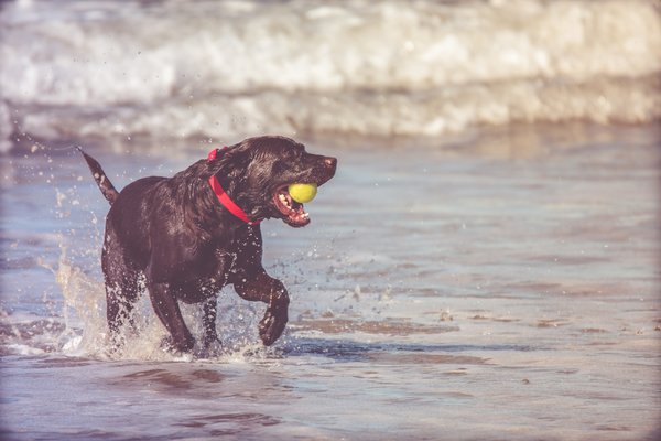 Επιτρέπονται τα σκυλιά στη παραλία;