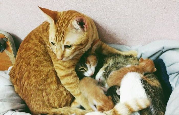 Ο συγκινητικός τρόπος με τον οποίο ένας μπαμπάς γάτος φροντίζει τα μωρά του! [VIDEO]