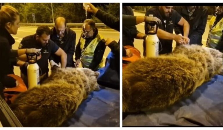 ΑΡΚΤΟΥΡΟΣ, Κοζάνη: Ολονύχτια διάσωση αρκούδας που χτυπήθηκε από αυτοκίνητο και τραυματίστηκε στο κεφάλι