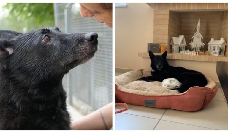 Βρήκε σπίτι η σκυλίτσα Λούπι που ζούσε χρόνια στο καταφύγιο του Save a Greek Stray και γέρασε εκεί