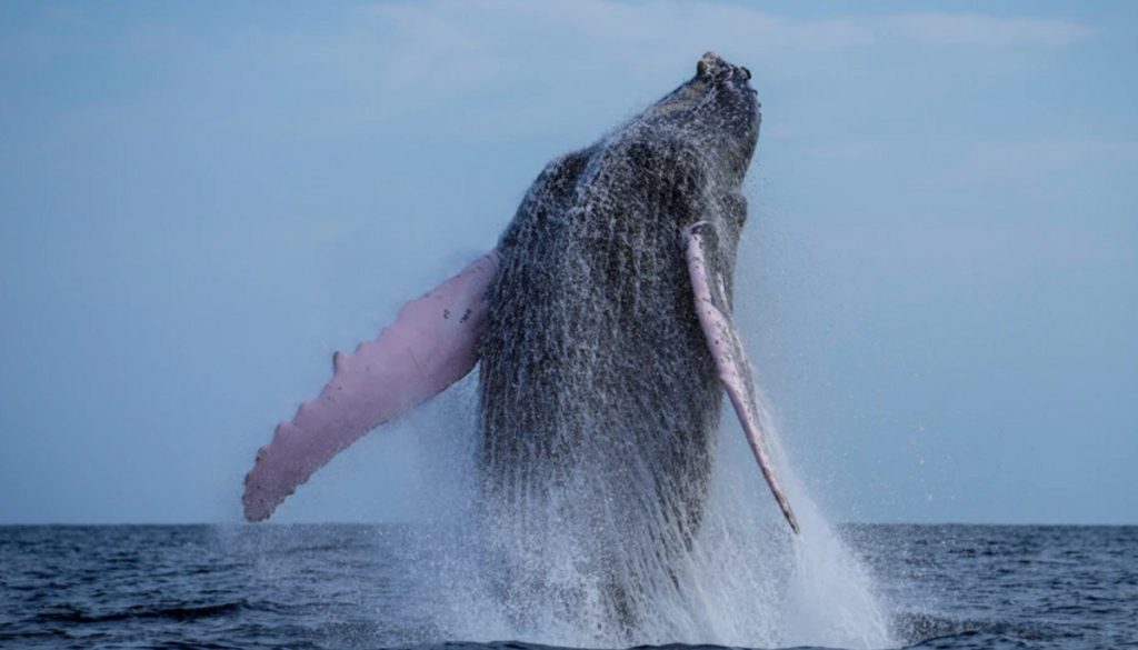 i-achristi-pliroforia-tis-imeras-2