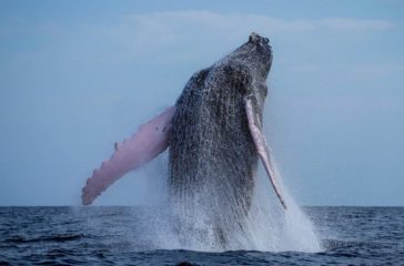 i-achristi-pliroforia-tis-imeras-2