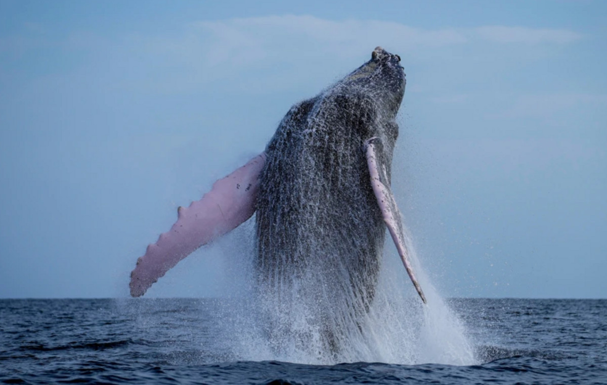 i-achristi-pliroforia-tis-imeras-2