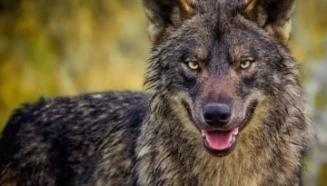 Γιατί δεν τρώμε σαρκοφάγα ζώα (και καλά κάνουμε!)